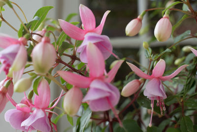 Close-up of pink flowering plants