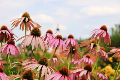 Close-up of pink flowering plant against sky