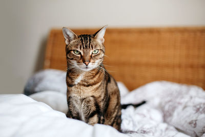 Portrait of a cat sitting on bed