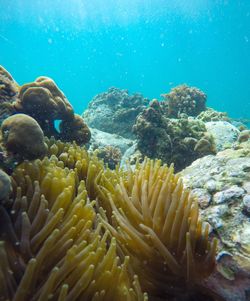 Close-up of coral in sea