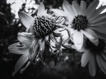 Close-up of flowers