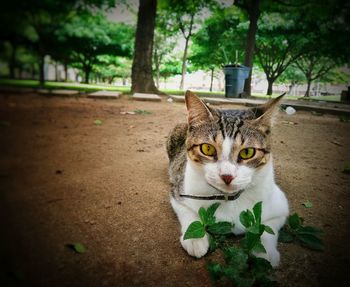 Portrait of cat on tree