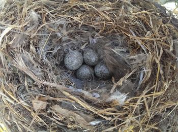 Full frame shot of nest