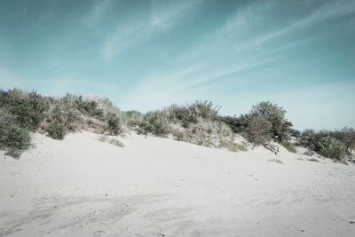 Plants at beach against sky