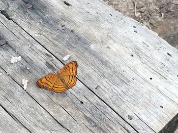 High angle view of autumn leaf