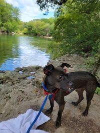 Dog in a lake