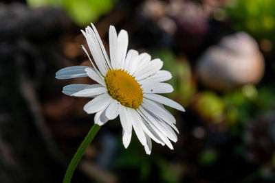 Close-up of white daisy flower