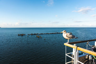 Seagull perching on a sea