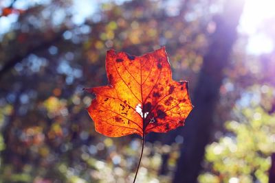 Close-up of maple leaf