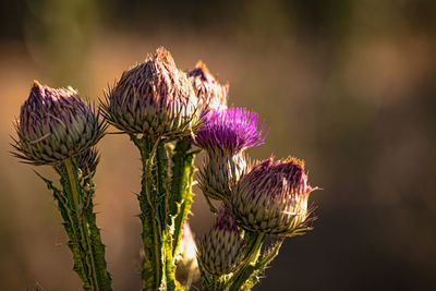 Close-up of wilted plant