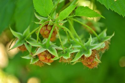 Close-up of insect on plant