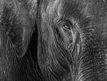 Close-up of elephant