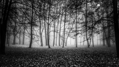 Bare trees in forest