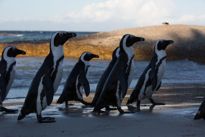 Flock of penguins at beach