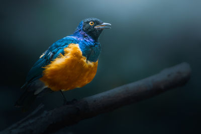 Superb starling perched on dead branch - lamprotornis superbus - member of starling family of birds