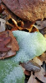 Close-up of plant