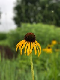 Close-up of yellow daisy blooming in park