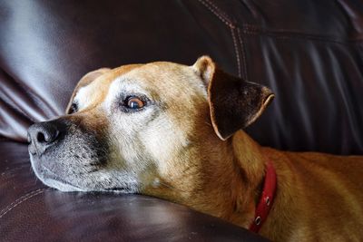 Close-up of dog lying at home