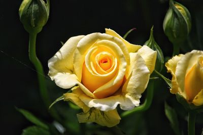 Close-up of yellow rose blooming outdoors