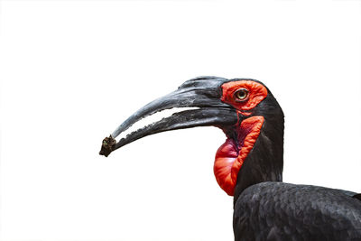 Close-up of a bird against white background