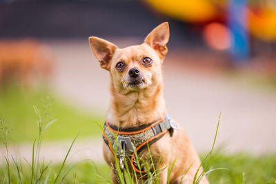 Close-up portrait of a dog on field