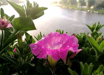 Close-up of pink flowers