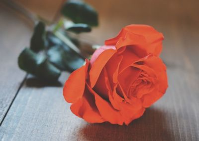 Close-up of red rose