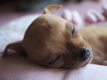 Close-up of a dog sleeping on bed