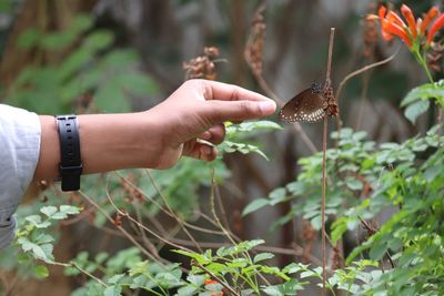 Midsection of woman holding plant