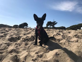 Dog on sand land against sky