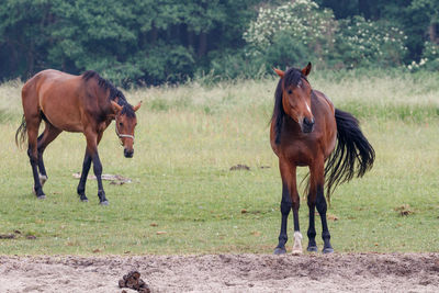 Horses standing in a field