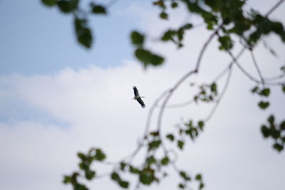 Low angle view of bird perching on branch against sky