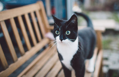 Cat standing on bench