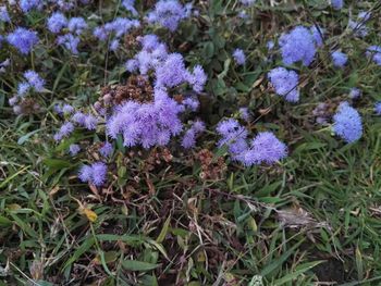 Purple flowers blooming on field