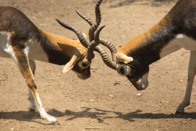 Antelopes fighting on field