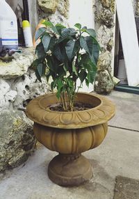 Close-up of potted plant against wall