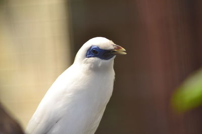 Close-up of seagull