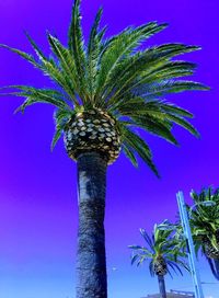 Low angle view of palm tree against blue sky