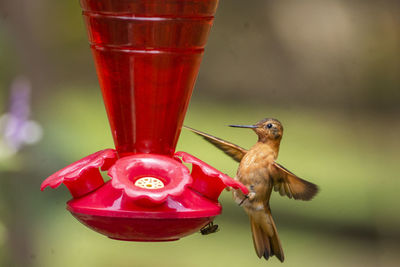 Close-up of bird flying