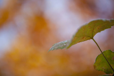 Close-up of water drops on maple leaf