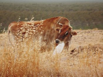 Cow standing in a field