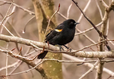 bird