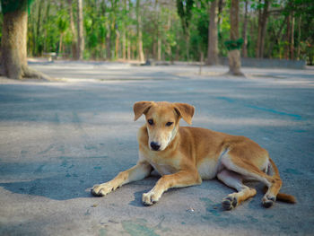 Portrait of dog relaxing on road in city