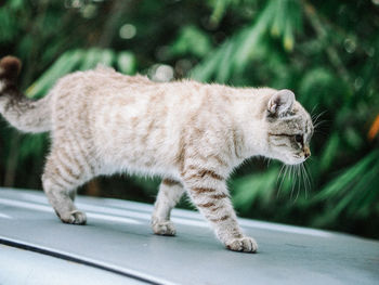 Side view of a cat