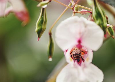 Close-up of pink flower