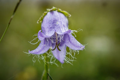 Close-up of purple flowering plant