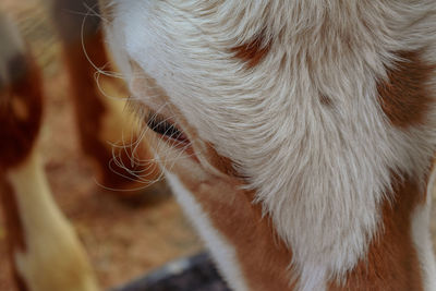 Close-up of a cat