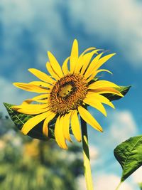 Close-up of sunflower