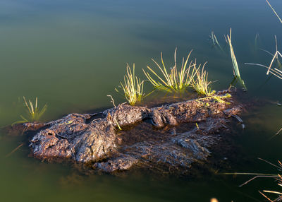 Close-up of dead plants in lake