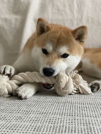 Shiba inu dog playing with his toy